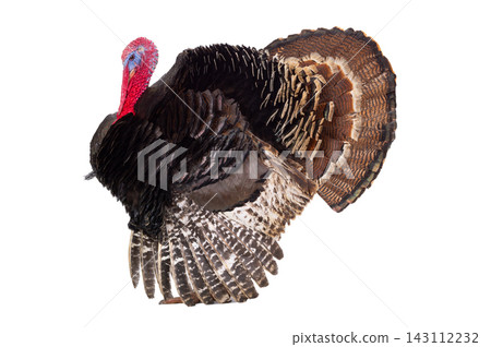 turkey isolated on white background turkey isolated on white background 143112232