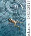 A frog swimming comfortably 143112514