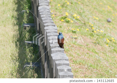 [Blue Rock Thrush at Odawara Castle] 143112685