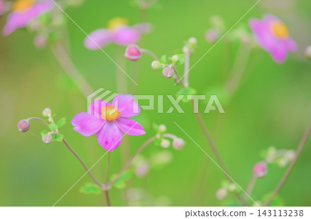 Delicate pink anemones bloom against a soft green background. Delicate pink anemones bloom against a soft green background. 143113238