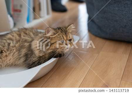 A cute cat relaxing - a Persian cat 143113719