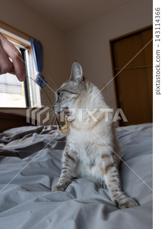 Cat playing with toys Cat playing with toys 143114366