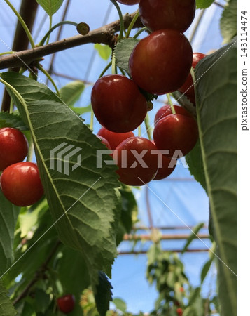 Red cherries hanging heavily from the branches Red cherries hanging heavily from the branches 143114474