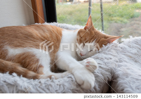 Sleeping cat brown tiger white Sleeping cat brown tiger white 143114509
