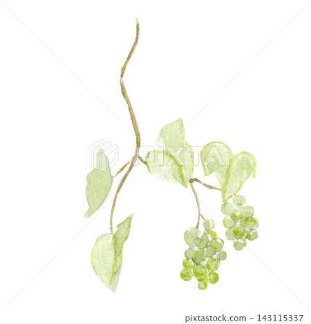 Green grapevine with two grape clusters and soft leaves watercolor illustration isolated on white. Hand painted botanical branch for vineyard, winery, wine label, packaging, menu and harvest designs Green grapevine with two grape clusters and soft leaves watercolor illustration isolated on white. Hand painted botanical branch for vineyard, winery, wine label, packaging, menu and harvest designs 143115337