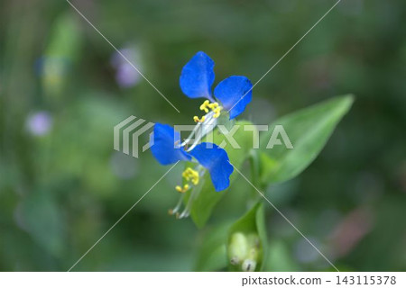 雙生藍色鴨跖草 雙生藍色鴨跖草 143115378