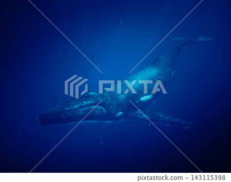 A humpback whale gracefully traverses the deep blue ocean. A humpback whale gracefully traverses the deep blue ocean. 143115398