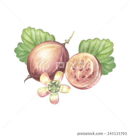 Gooseberries, half, full, leaves, blossom. Hand-painted watercolor illustration isolated on white for branding, food labels, poster, cards, recipes, cookbook, organic product, gardening, print design Gooseberries, half, full, leaves, blossom. Hand-painted watercolor illustration isolated on white for branding, food labels, poster, cards, recipes, cookbook, organic product, gardening, print design 143115703