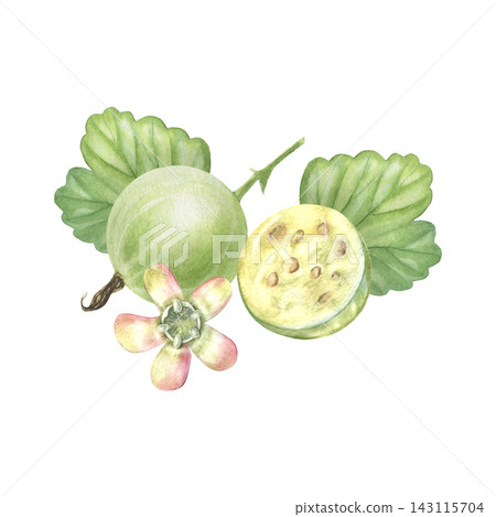 Green gooseberries, half, full, leaves, blossom. Hand-painted watercolor illustration isolated on white for branding, food labels, poster, cards, recipes, cookbook, organic product, gardening, design Green gooseberries, half, full, leaves, blossom. Hand-painted watercolor illustration isolated on white for branding, food labels, poster, cards, recipes, cookbook, organic product, gardening, design 143115704