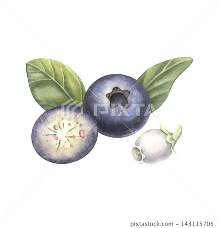 Blueberries half, whole, leaves, blossom. Hand-painted watercolor illustration isolated on white for tea, food packaging, jam label, logo, branding, recipe book, advertising, product, food design Blueberries half, whole, leaves, blossom. Hand-painted watercolor illustration isolated on white for tea, food packaging, jam label, logo, branding, recipe book, advertising, product, food design 143115705