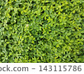 Fresh green leaves with water drops. 143115786