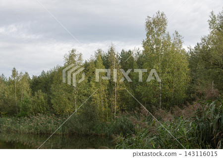 Forest trees and reeds along the river bank. 143116015