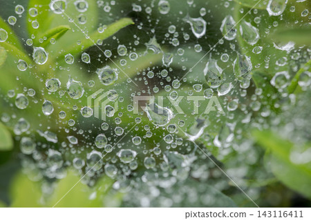 Close-up of a spiderweb covered in many water droplets. Close-up of a spiderweb covered in many water droplets. 143116411