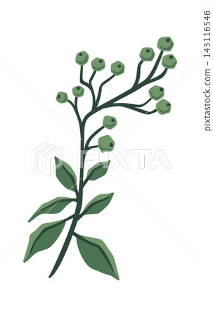 Mistletoe Branch With Berries Botanical Cartoon Mistletoe Branch With Berries Botanical Cartoon 143116546