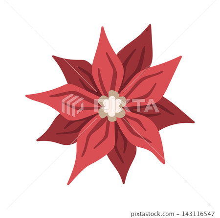 Poinsettia Top View Bloom Cartoon 143116547