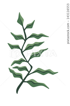 Sprig Branch Botanical Element Cartoon Sprig Branch Botanical Element Cartoon 143116553
