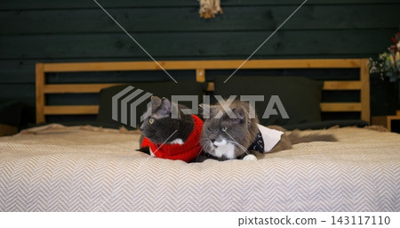 Two domestic cats wearing warm knitted sweaters rest quietly across comfortable bed inside cozy bedroom. Soft knit blankets and wooden headboard provide charming indoor pet comfort atmosphere. Two domestic cats wearing warm knitted sweaters rest quietly across comfortable bed inside cozy bedroom. Soft knit blankets and wooden headboard provide charming indoor pet comfort atmosphere. 143117110