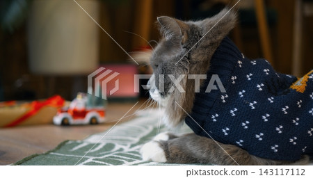 Grey feline in cozy winter jumper relaxes quietly on patterned mat near toy truck. Adorable pet cat looks ahead calmly inside warm home during cozy seasonal Christmas domestic celebration moment. Grey feline in cozy winter jumper relaxes quietly on patterned mat near toy truck. Adorable pet cat looks ahead calmly inside warm home during cozy seasonal Christmas domestic celebration moment. 143117112