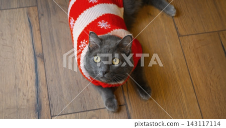 Gray cat wearing knitted festive sweater rests calmly on wooden floor indoors. Charming domestic feline displays stylish winter holiday pet fashion with snowflake patterns during Christmas. 143117114