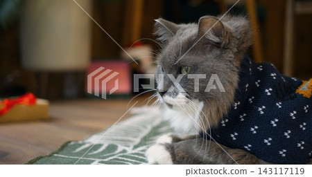 Calm grey cat wearing knitted holiday pet apparel lies quietly on floor inside home during seasonal festivities. Longhaired domestic feline enjoys warm winter clothes in cozy indoor environment. Calm grey cat wearing knitted holiday pet apparel lies quietly on floor inside home during seasonal festivities. Longhaired domestic feline enjoys warm winter clothes in cozy indoor environment. 143117119