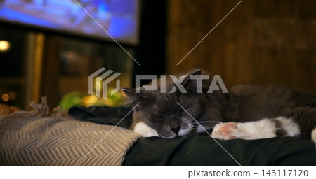 Cute grey cat rests contentedly on soft bed during lazy weekend rest indoors. Peaceful feline enjoys restful sleep beside patterned blanket, showing calm comfort and blissful home relaxation. 143117120