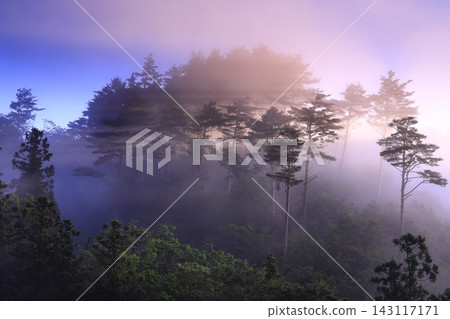 Forest scenery at dawn Forest scenery at dawn 143117171