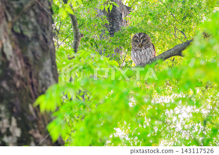 A photograph of an owl perched on a branch amidst the fresh greenery of early summer, gazing downwards to the left, with the foreground of the fresh greenery in the lower left corner blurred to create a copy space. A photograph of an owl perched on a branch amidst the fresh greenery of early summer, gazing downwards to the left, with the foreground of the fresh greenery in the lower left corner blurred to create a copy space. 143117526