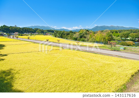 栃木縣那須鹽原市:金色的稻田和那須山的景色。 栃木縣那須鹽原市:金色的稻田和那須山的景色。 143117616