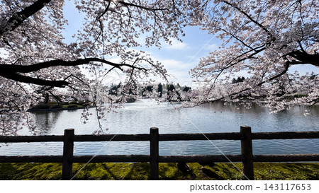 Cherry Blossoms Framing a Tranquil Pond in Aomori Japan Cherry Blossoms Framing a Tranquil Pond in Aomori Japan 143117653