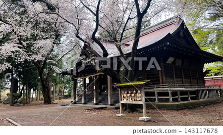 Historic Wooden Shrine Hall beneath Blooming Cherry Trees Historic Wooden Shrine Hall beneath Blooming Cherry Trees 143117678