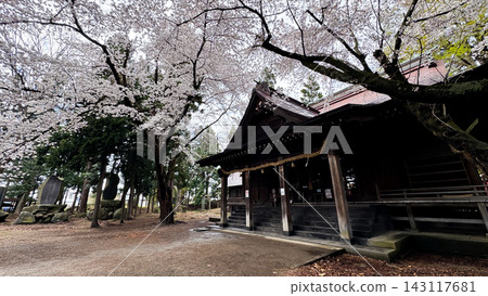 Wooden Shrine Architecture Framed by Cherry Blossom Canopy 143117681