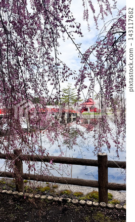 Weeping Cherry Branches Hanging over a Peaceful Pond Weeping Cherry Branches Hanging over a Peaceful Pond 143117682