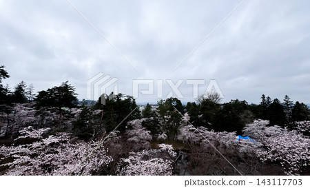 Wide Cherry Blossom Canopy across Hirosaki Castle Park Wide Cherry Blossom Canopy across Hirosaki Castle Park 143117703