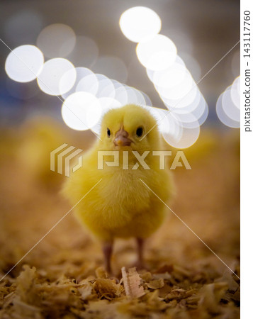 Two Young Chicks Standing Together beneath Soft Indoor Lights Two Young Chicks Standing Together beneath Soft Indoor Lights 143117760