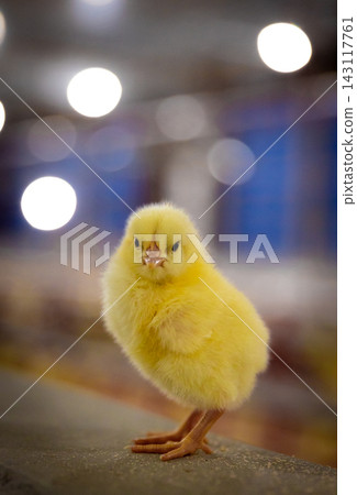 Small Chick Balancing on a Low Edge with Blurred Farm Background Small Chick Balancing on a Low Edge with Blurred Farm Background 143117761
