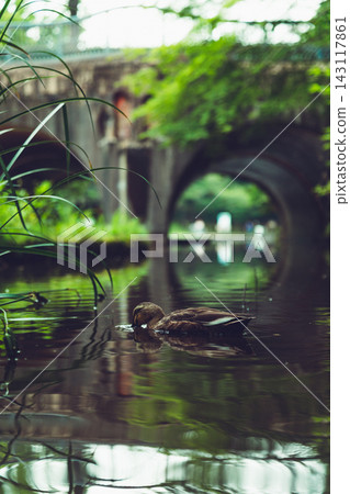 Stone Arch Bridge Reflected in Still Water among Green Leaves 143117861
