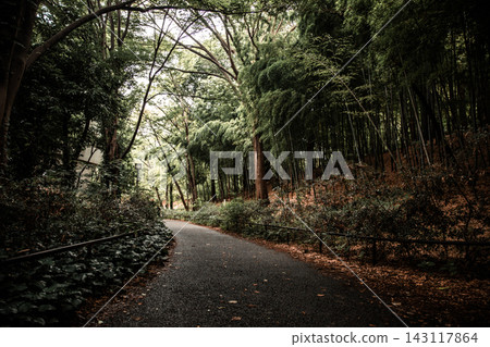 Curving Forest Path beneath a Dense Green Canopy in Kanagawa Curving Forest Path beneath a Dense Green Canopy in Kanagawa 143117864