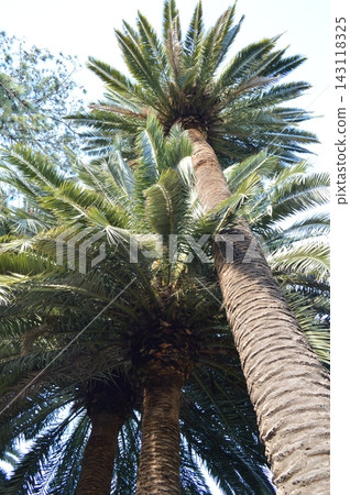 Palm trees in the Ciutadella Park in Barcelona 143118325