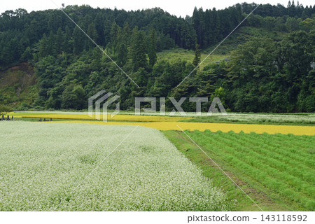 猿飛日斬高原的秋景:蕎麥花盛開。 猿飛日斬高原的秋景:蕎麥花盛開。 143118592