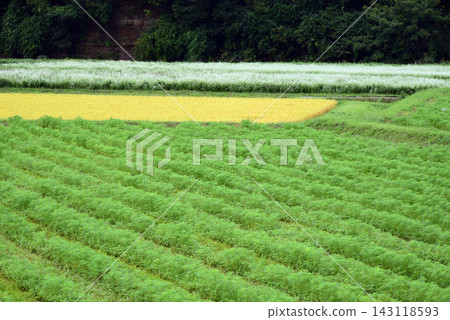猿飛日斬高原的秋景:蕎麥花盛開。 猿飛日斬高原的秋景:蕎麥花盛開。 143118593