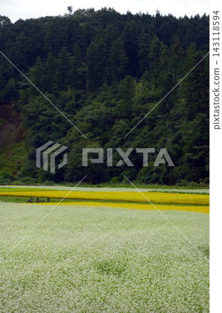 猿飛日斬高原的秋景:蕎麥花盛開。 猿飛日斬高原的秋景:蕎麥花盛開。 143118594