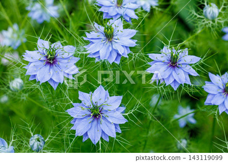 A close-up of the beautiful nigella flowers blooming in the spring garden. A close-up of the beautiful nigella flowers blooming in the spring garden. 143119099