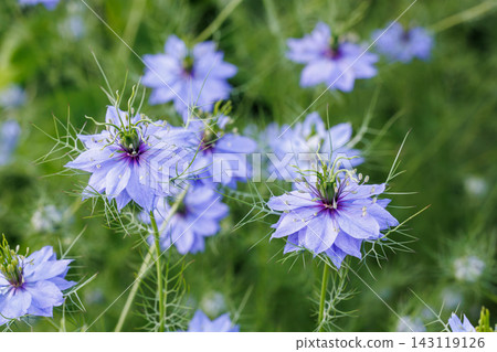 Beautiful nigella flowers blooming in the spring garden Beautiful nigella flowers blooming in the spring garden 143119126