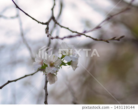 白櫻花「越之福翎」於九月盛開。 143119144