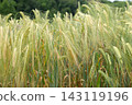 Field of wheat 143119196