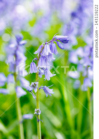 Scilla campanulata flowers blooming in the forest Scilla campanulata flowers blooming in the forest 143119222