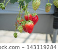 Crimson strawberries 143119284
