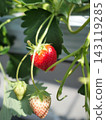 Crimson strawberries 143119285