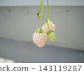 White strawberry 143119287