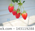 Crimson strawberries 143119288